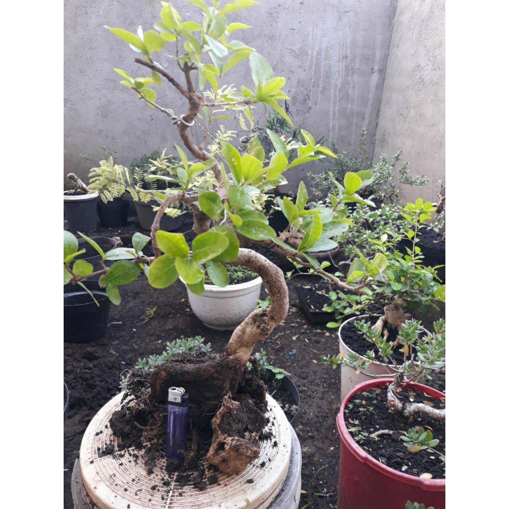 bahan bonsai Sianci