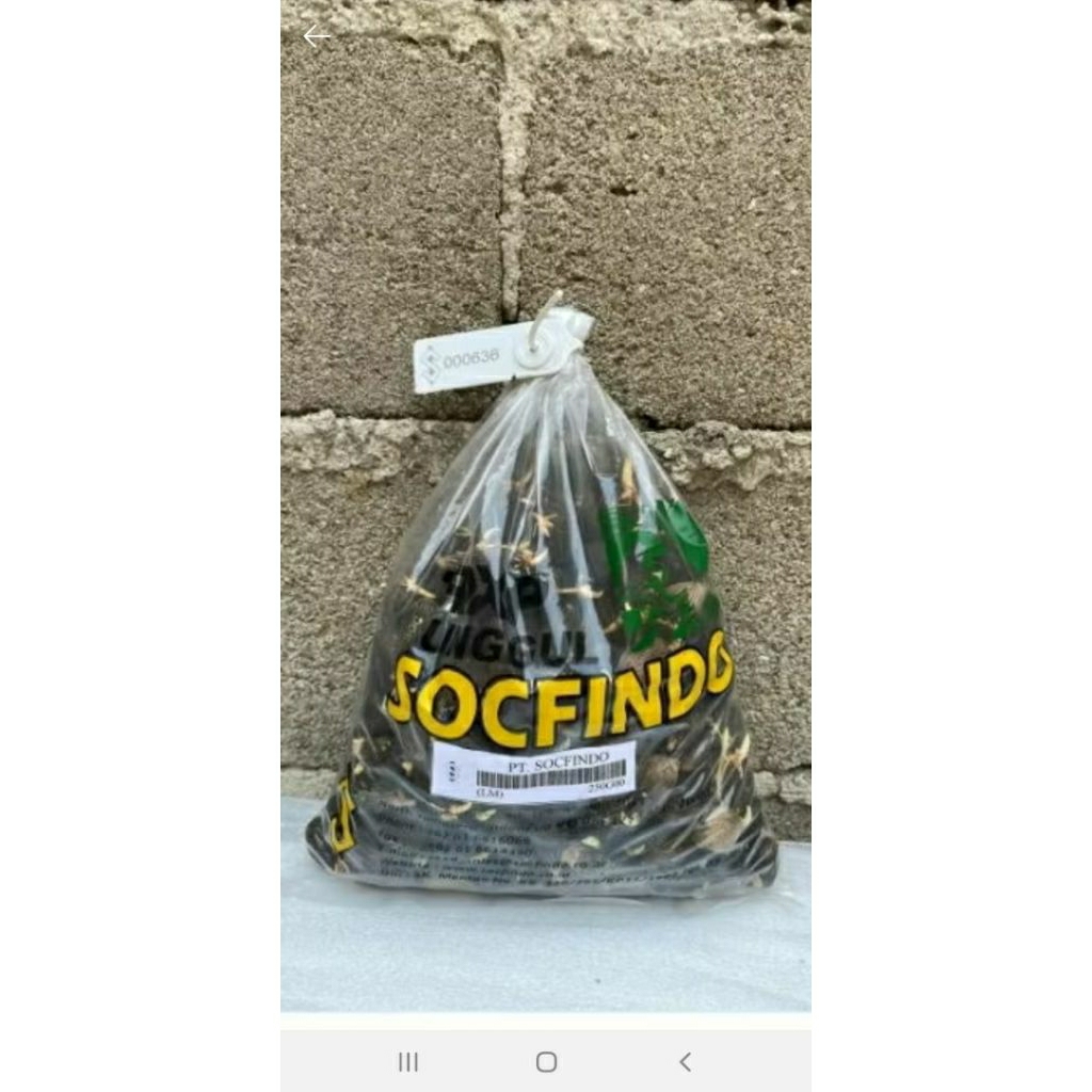 bibit sawit/kecambah sawit socfindo