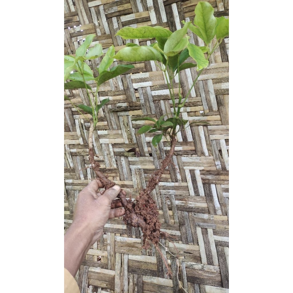 bibit tanaman Tlogosari realpic sesuai gambar