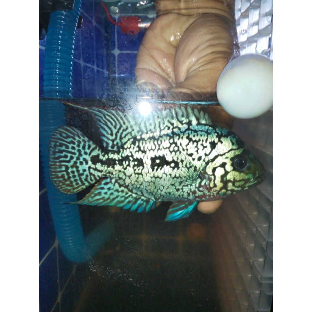 Lohan Kamfa f2 ORI Thailand 100%