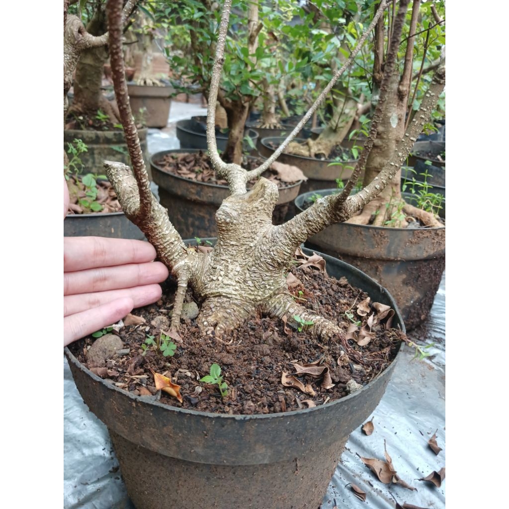 kimeng bogel bahan bonsai unik bagus murah