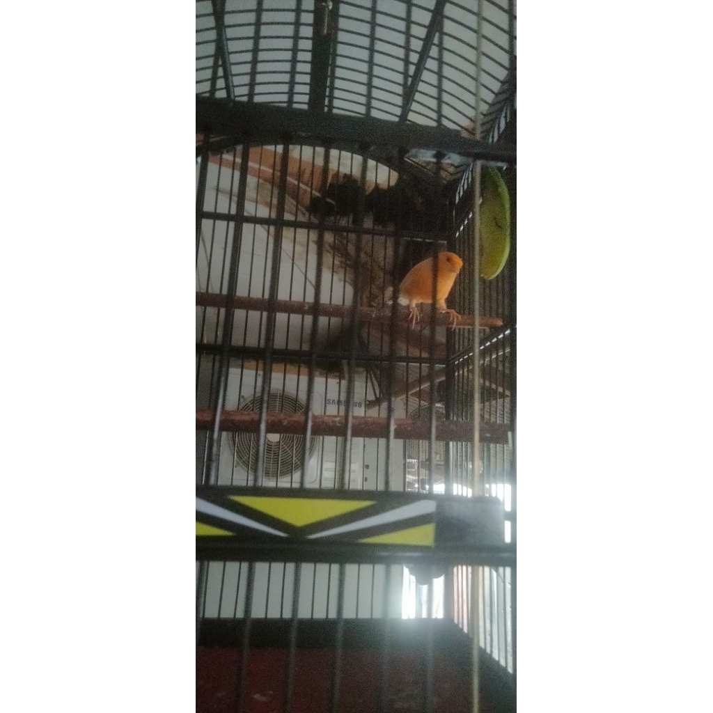 Burung kenari jantan gacoran rawatan loper Boby big jumbo
