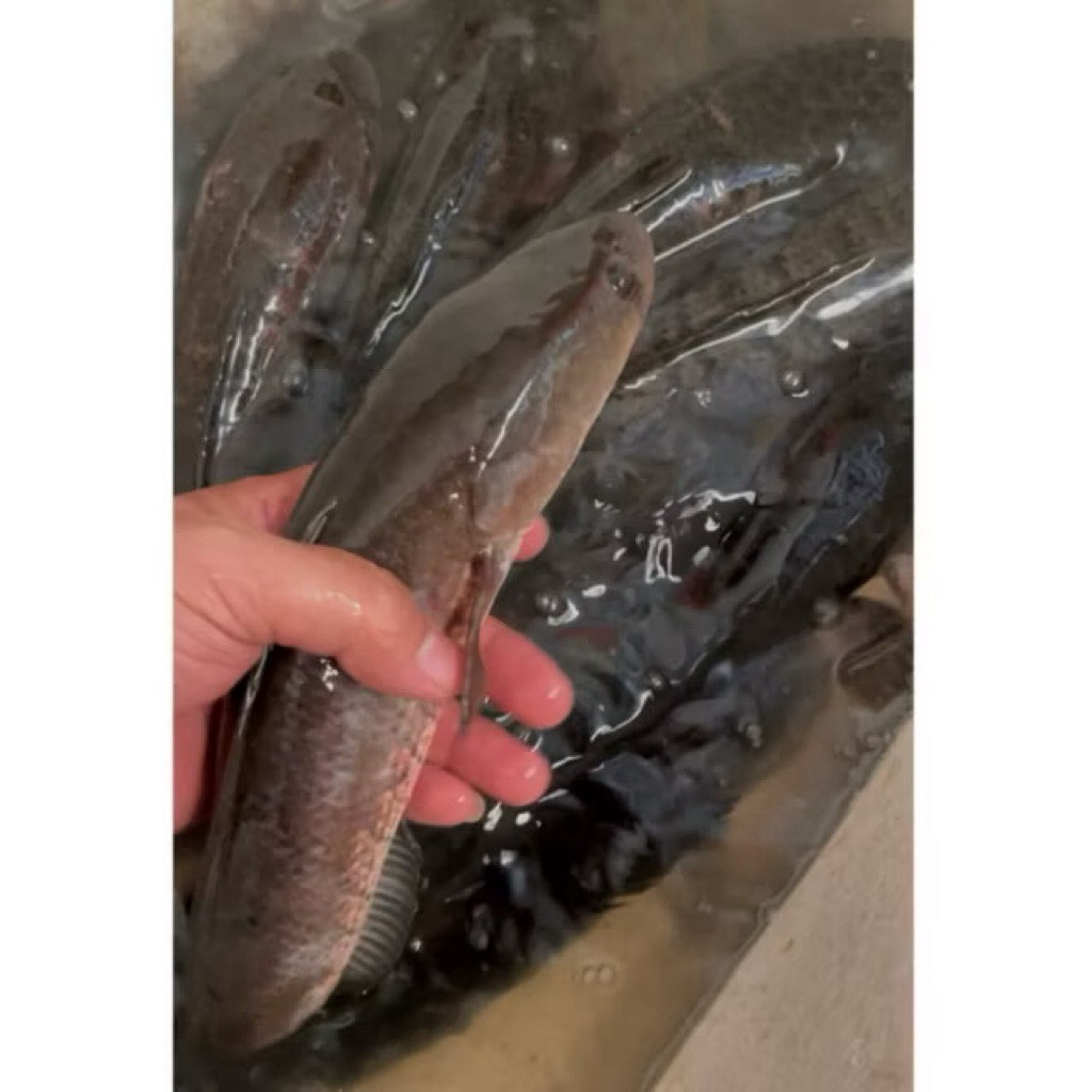 Ikan Gabus Ikan Kutuk Ikan Haruan Fresh Hidup