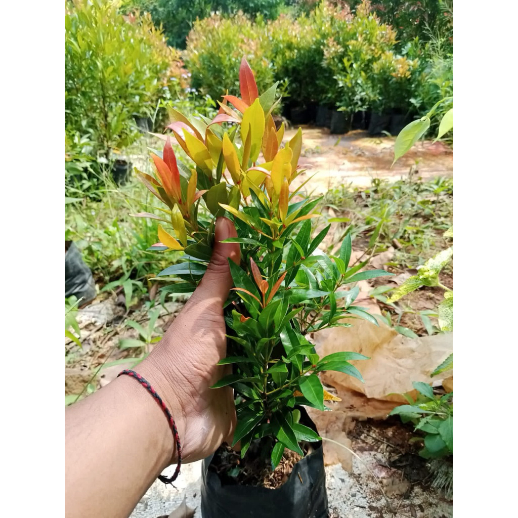 Bibit Pucuk Merah - Bibit Tanaman Pucuk Merah