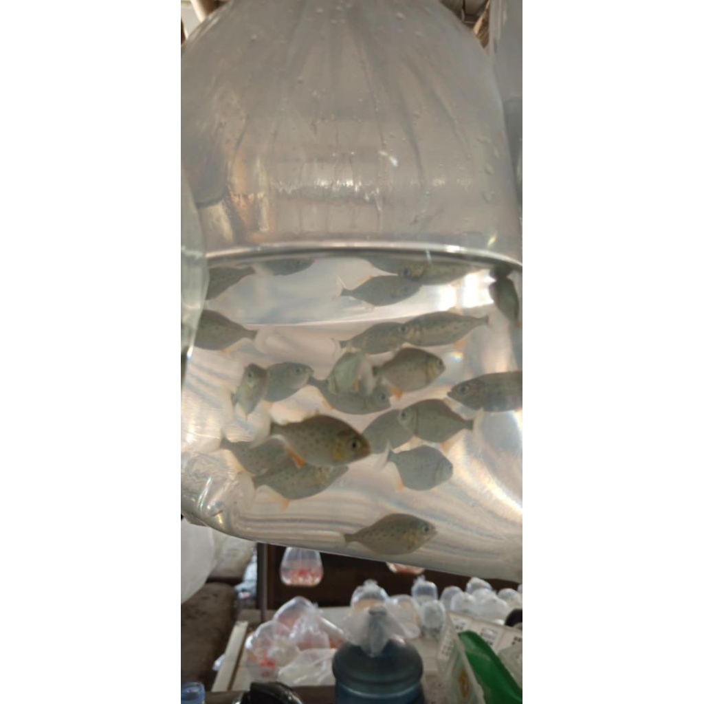 piranha RBP perut merah 7cm