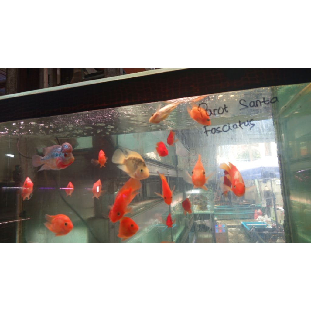 red Perrot 6-7cm