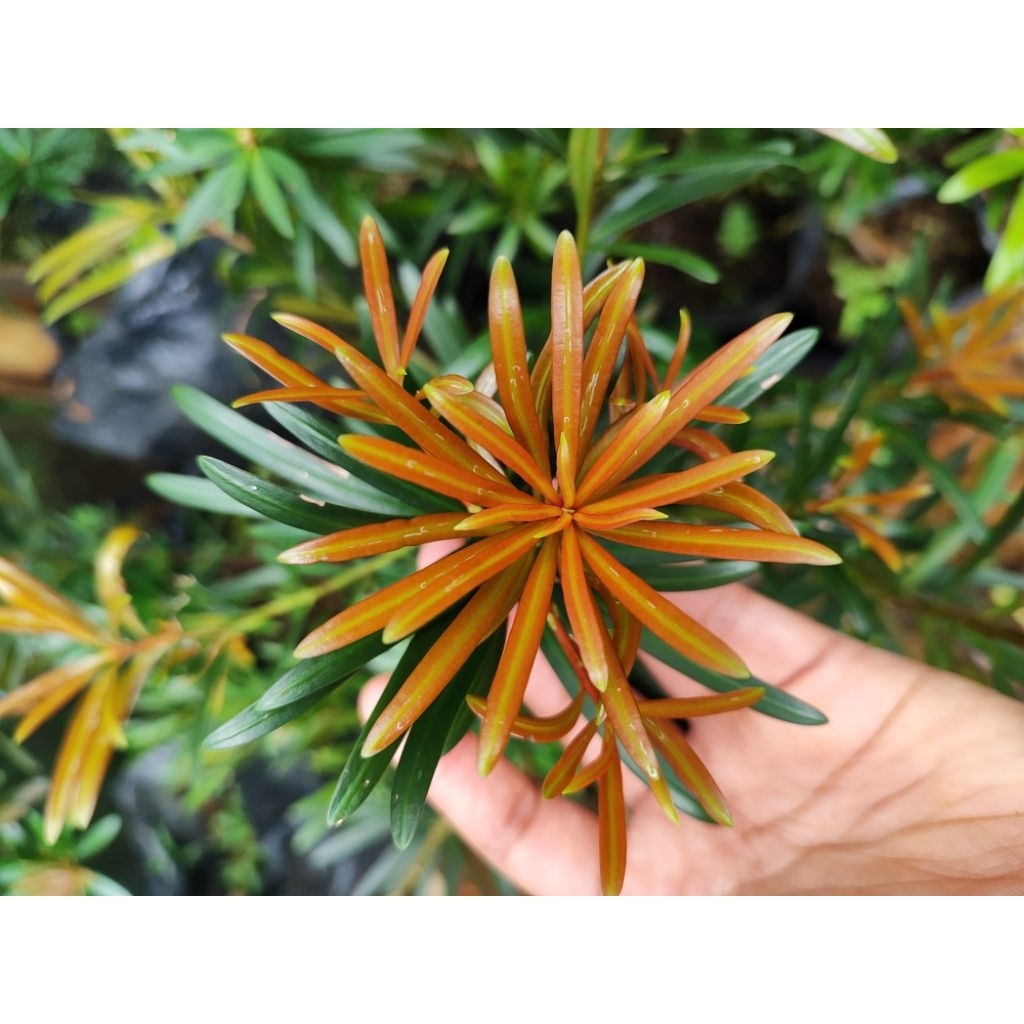 Bahan Bonsai Lohansung Pucuk Merah Ori Dari Semai Biji