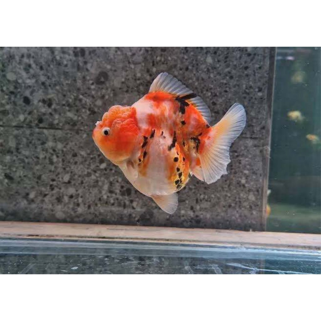 MAS KOKI ORANDA KOMET