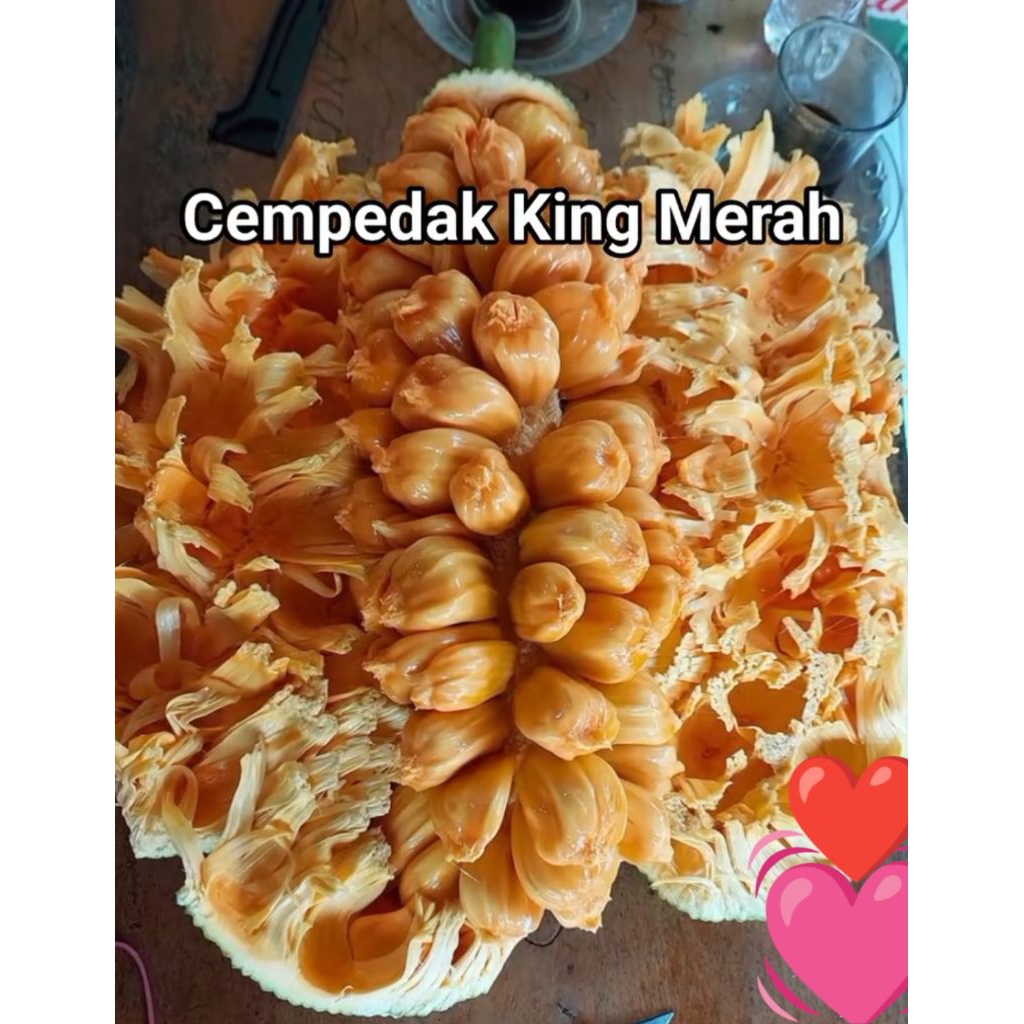 Bibit Cempedak King Merah
