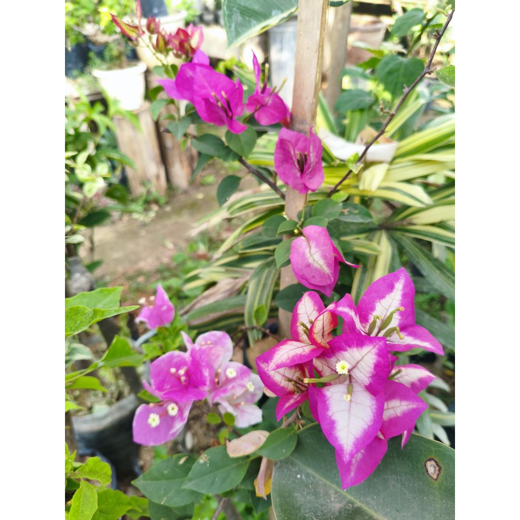 Bunga kertas bougenville jenis red wajid ori