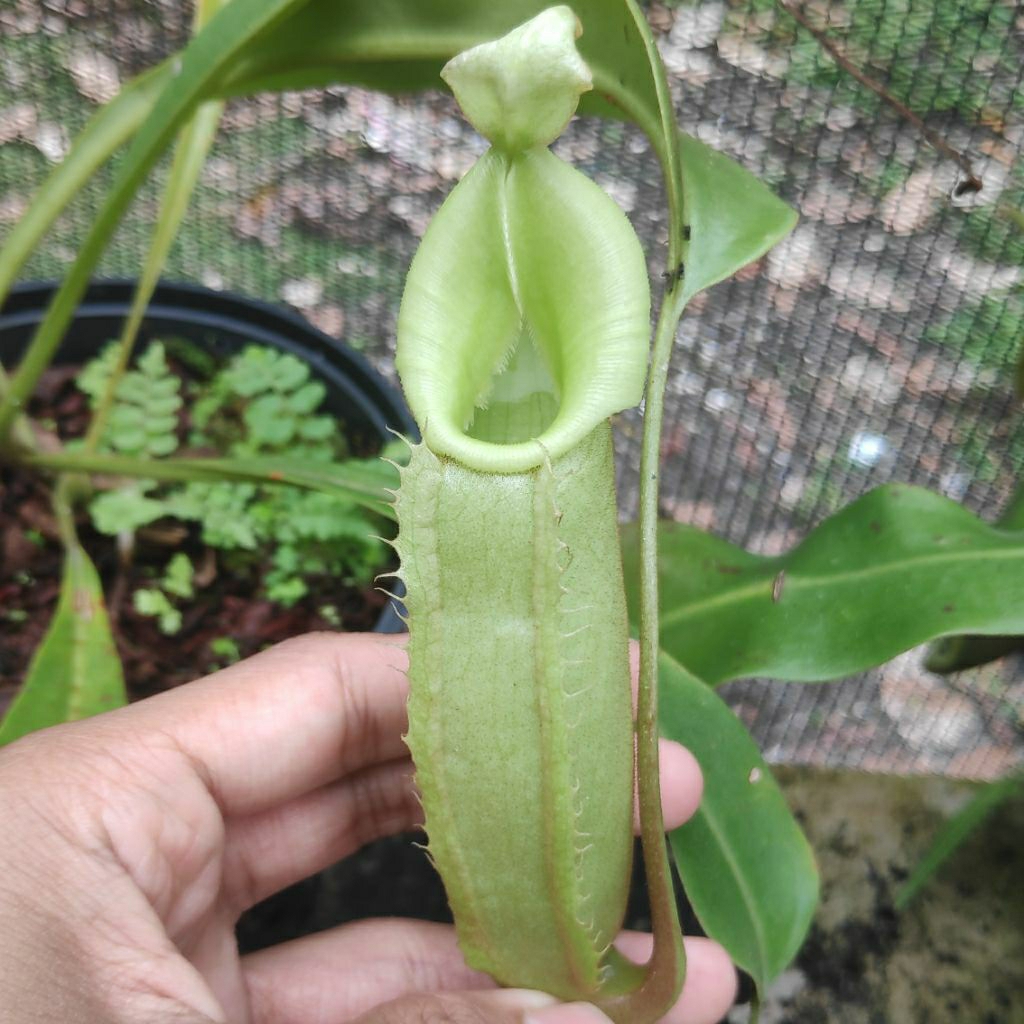 Nepenthes Veitchii Green (Lowland Form)