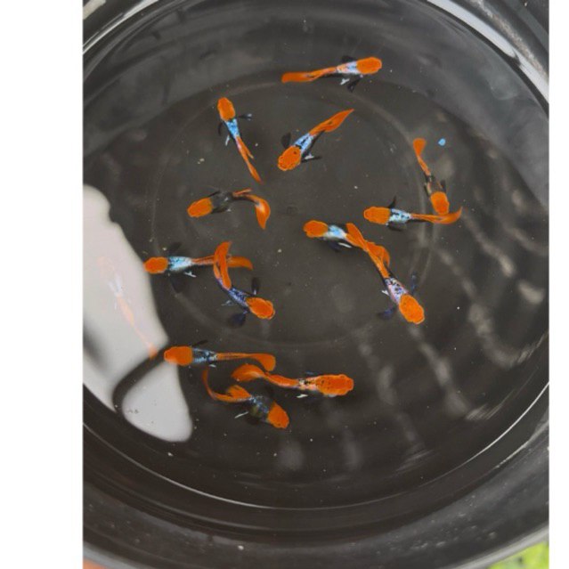 sepasang mainan ikan guppy prt koi