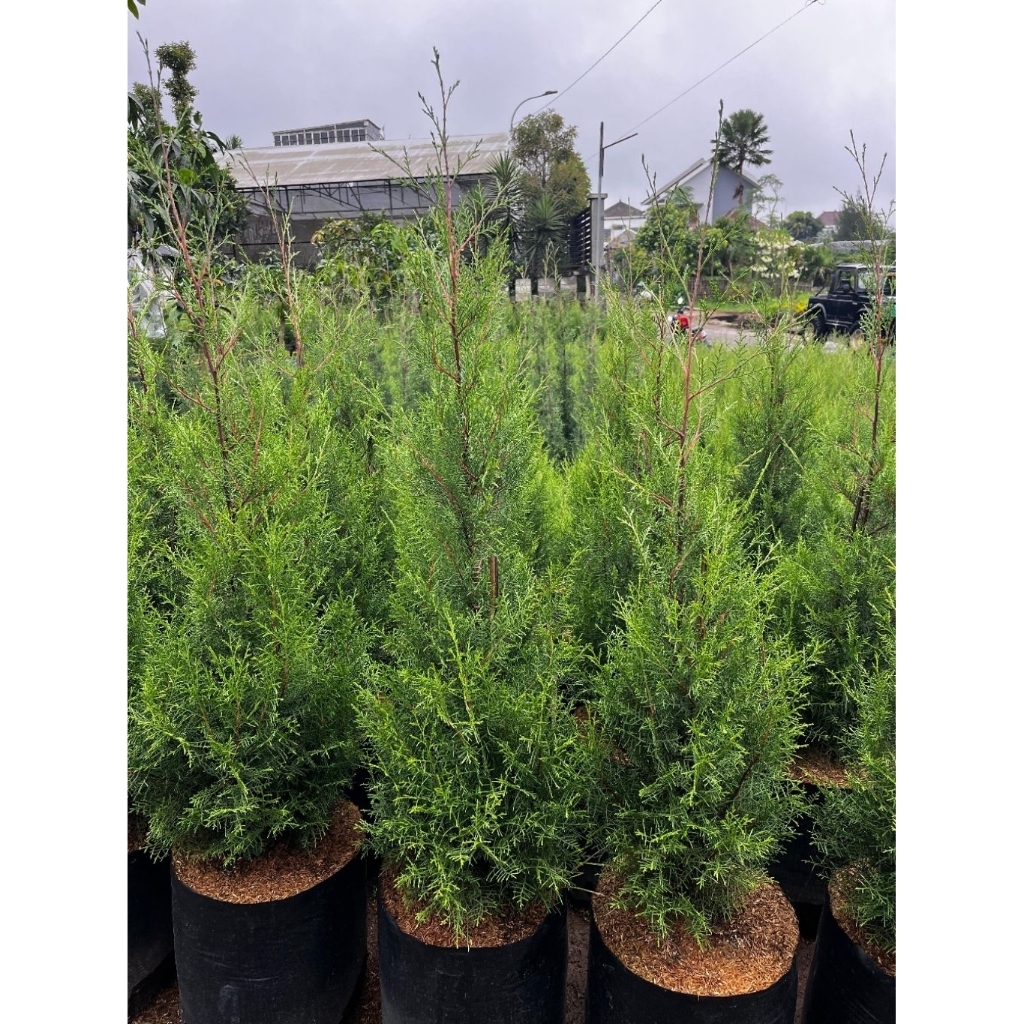 Rentes - Tanaman Hias Cemara Rentes Tinggi 1 Meter  - Tanaman Pohon Cemara Rentes - Cemara Wangi
