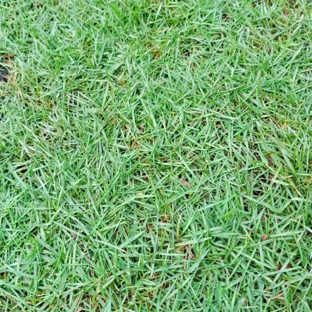 RUMPUT JEPANG HIDUP PERKOTAK / rumput makam / rumput taman hias