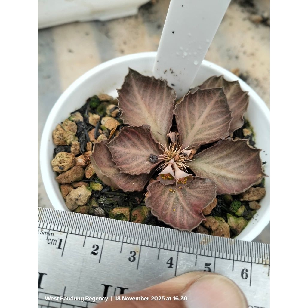 euphorbia francoisii hybrid seedling