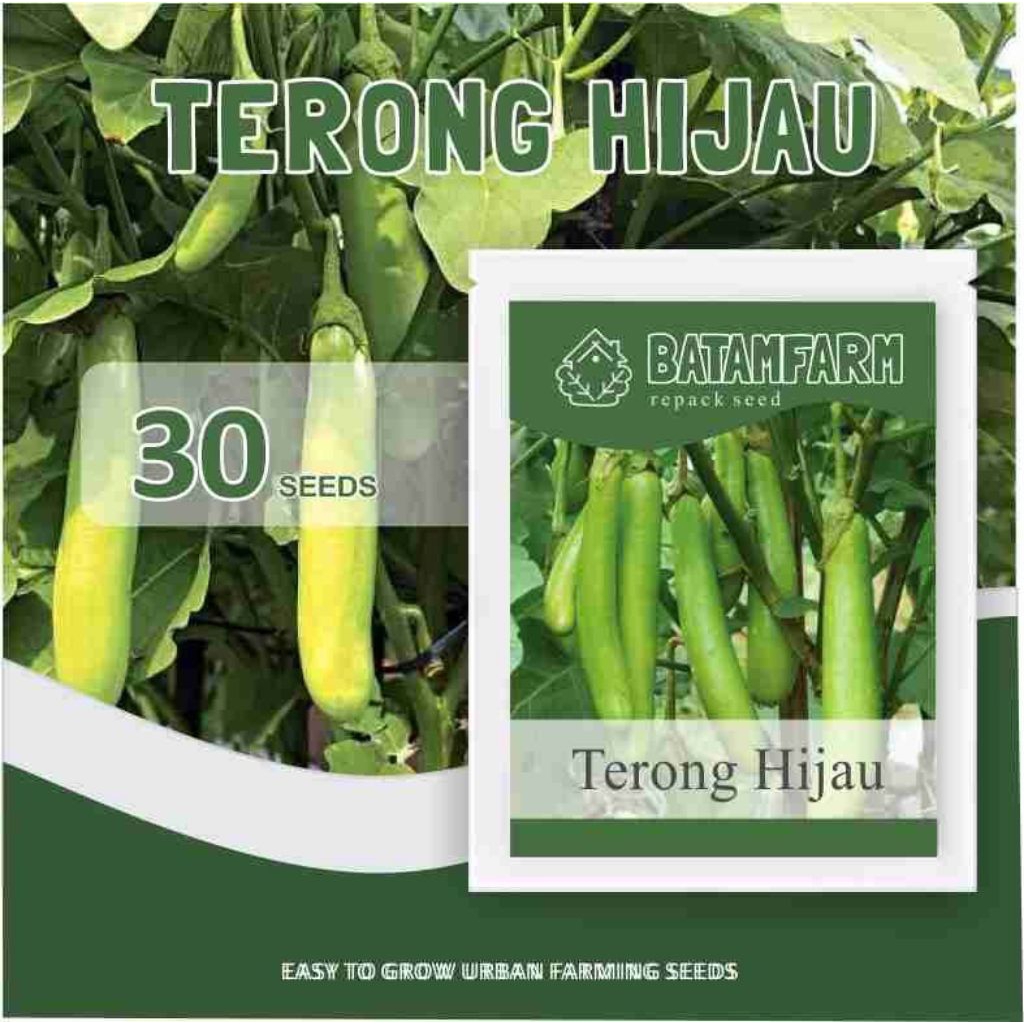 Benih Bibit Terong Hijau Panjang