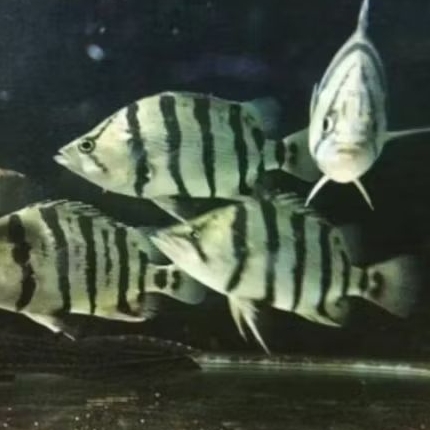 DATZ SILVER UKURAN 7-9 CM