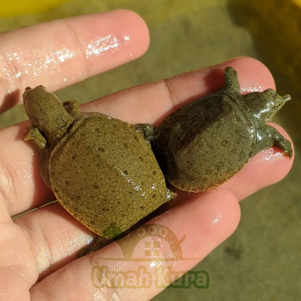 Kura Kura Bulus Pelo Cina Baby