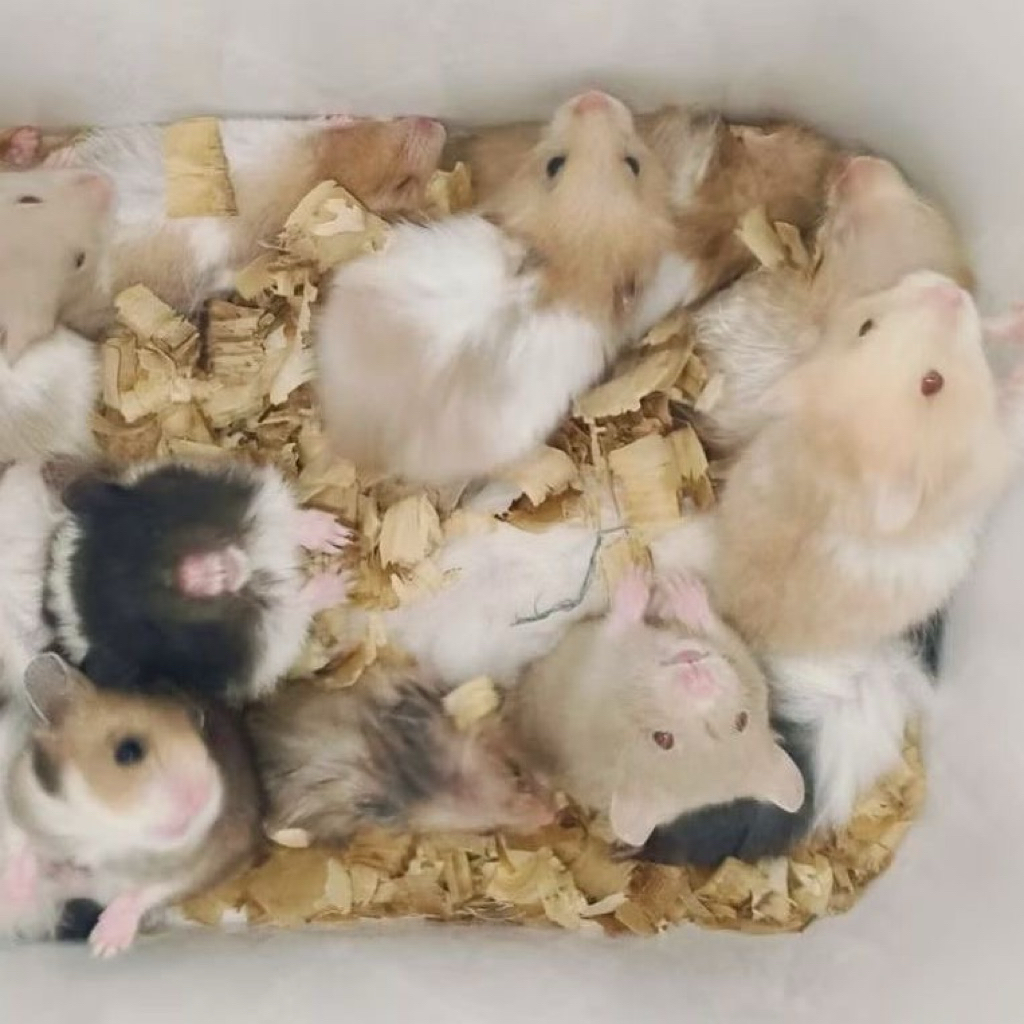 Hamster syrian long hair khusus pulau jawa
