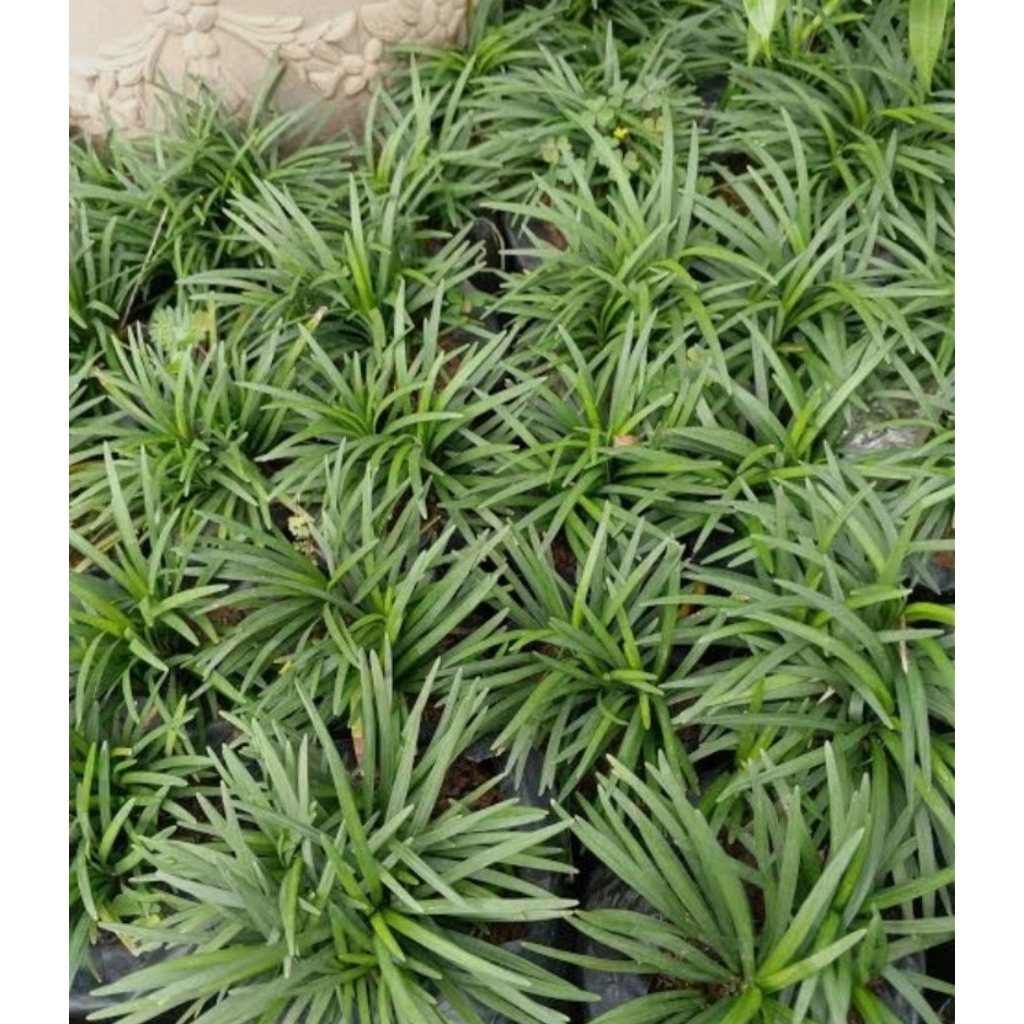 Tanaman kucai mini rumput kucai mini