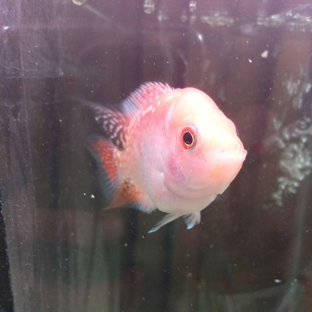 ikan louhan golden base bahan 5-6cm