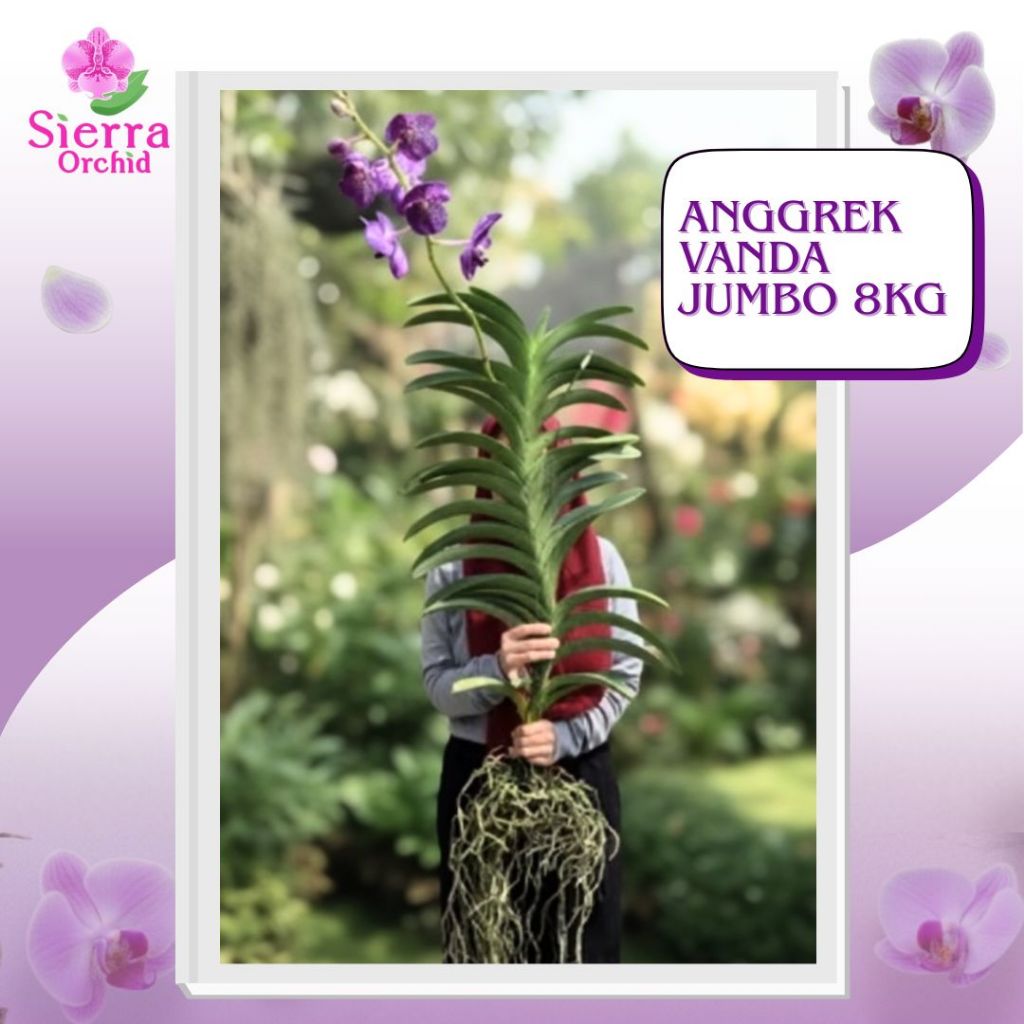 Anggrek Vanda Jumbo 8kg
