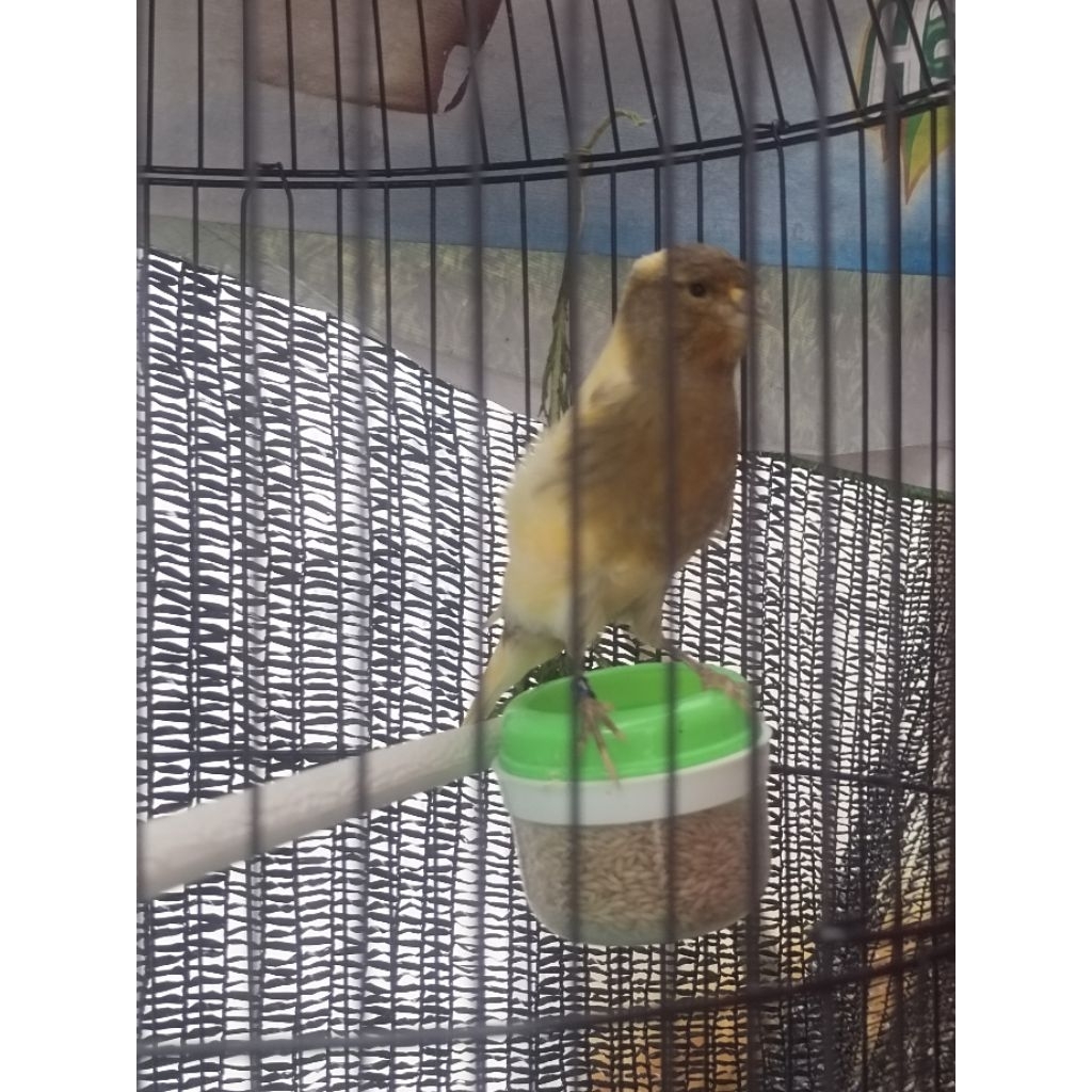 f2 ys big size angkat gacor