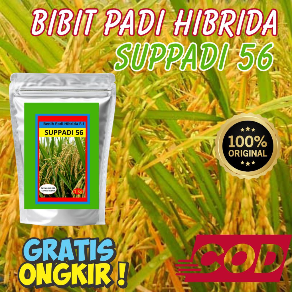 (5kg)Bibit padi hibrida F-1 suppadi 56 berkualitas tinggi 100% original