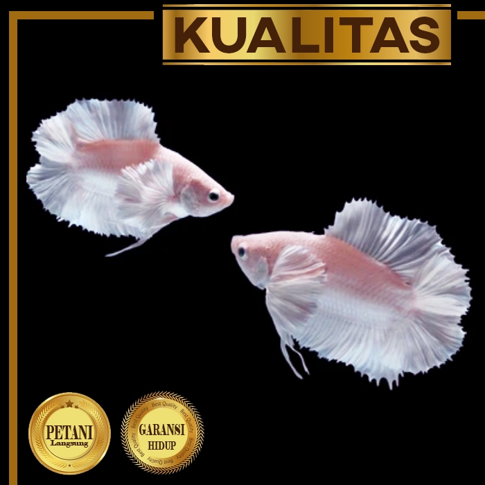 Cupang Cebol Double Tail Platinum Jantan High Fin Ikan Hias Aquascape Hiasan Aquarium Tanaman Air Ta