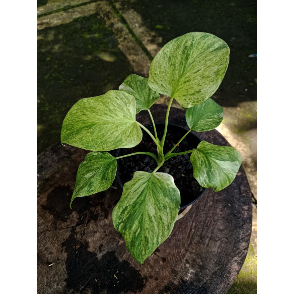 Tanaman Homalomena pendula variegata mint