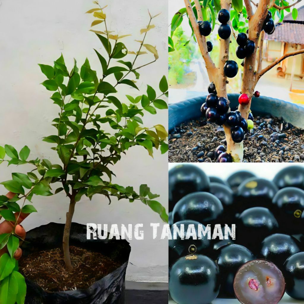 ( bisa cod ) promo pohon buah anggur Brazil sudah siap berbuah