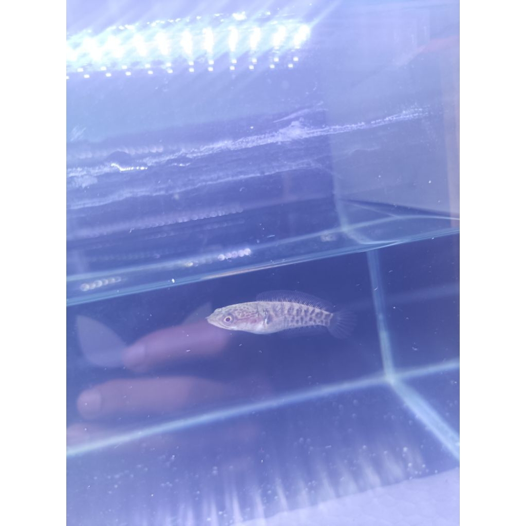 Baby auranti ssb 4-6cm