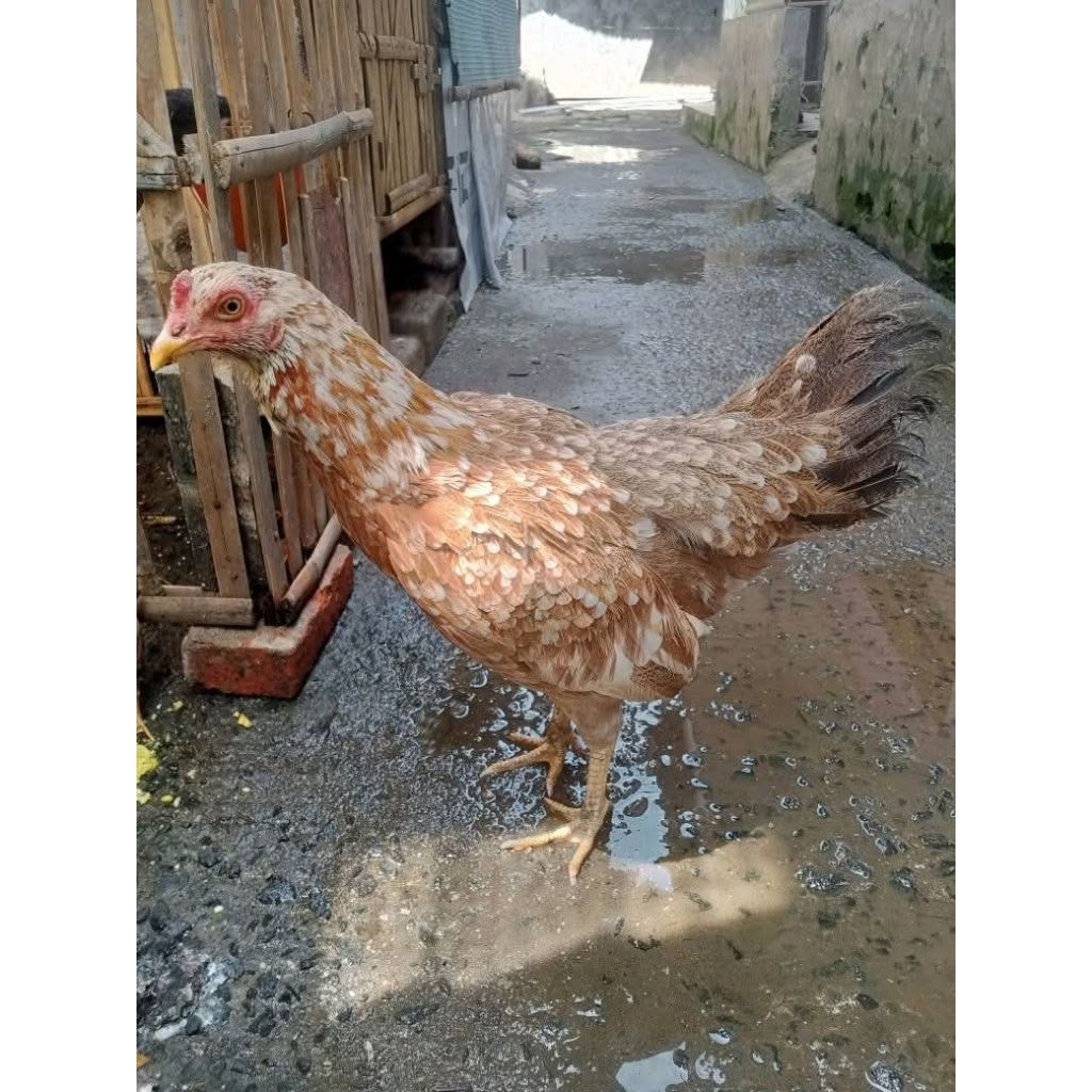 Betina ayam kampung Usia 5 bulan