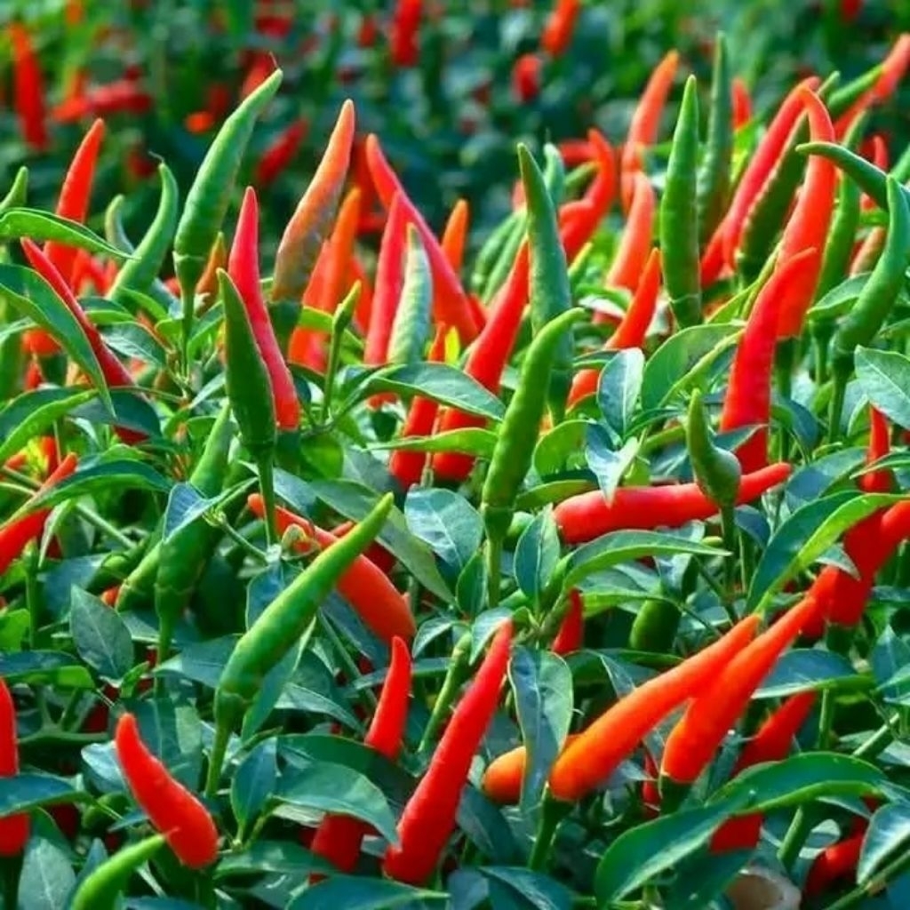 500 Biji Benih Bibit Unggul Cabe rawit hijau super lebat