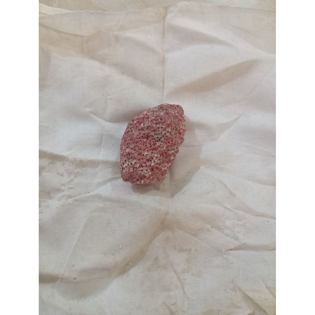 Mustika telor keong emas temuan