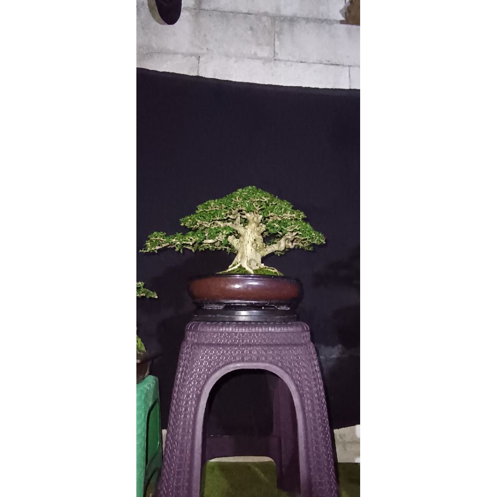 bonsai sancang jadi spesial