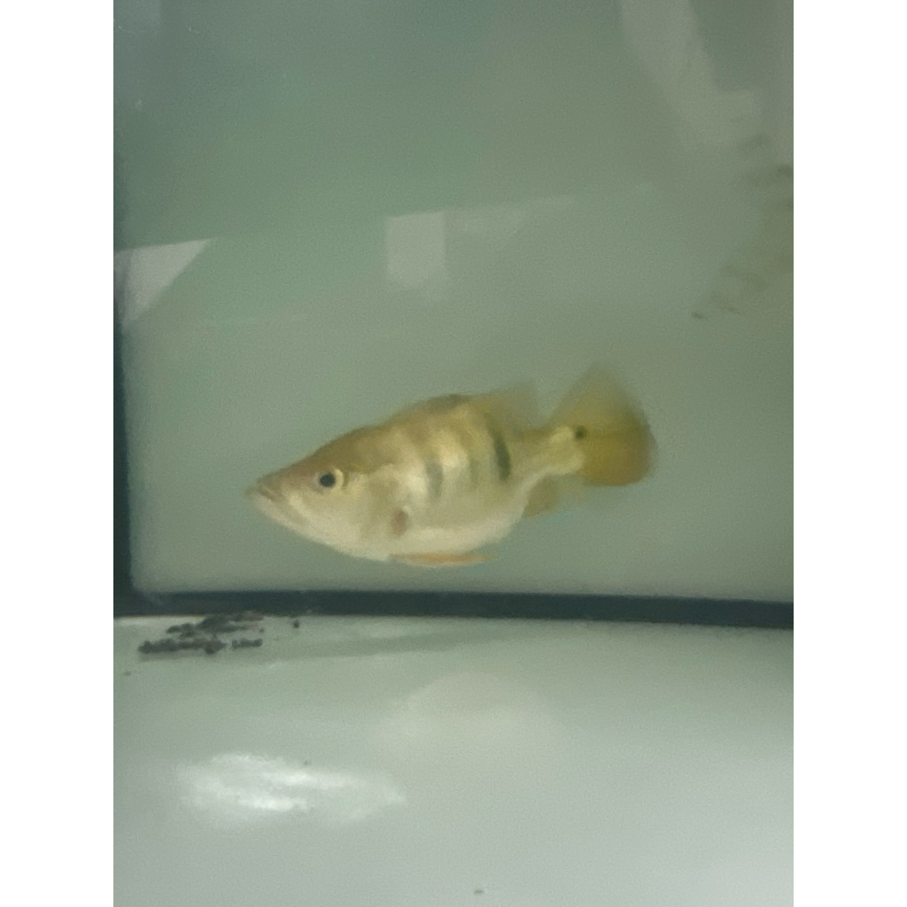 pbas super shortbody