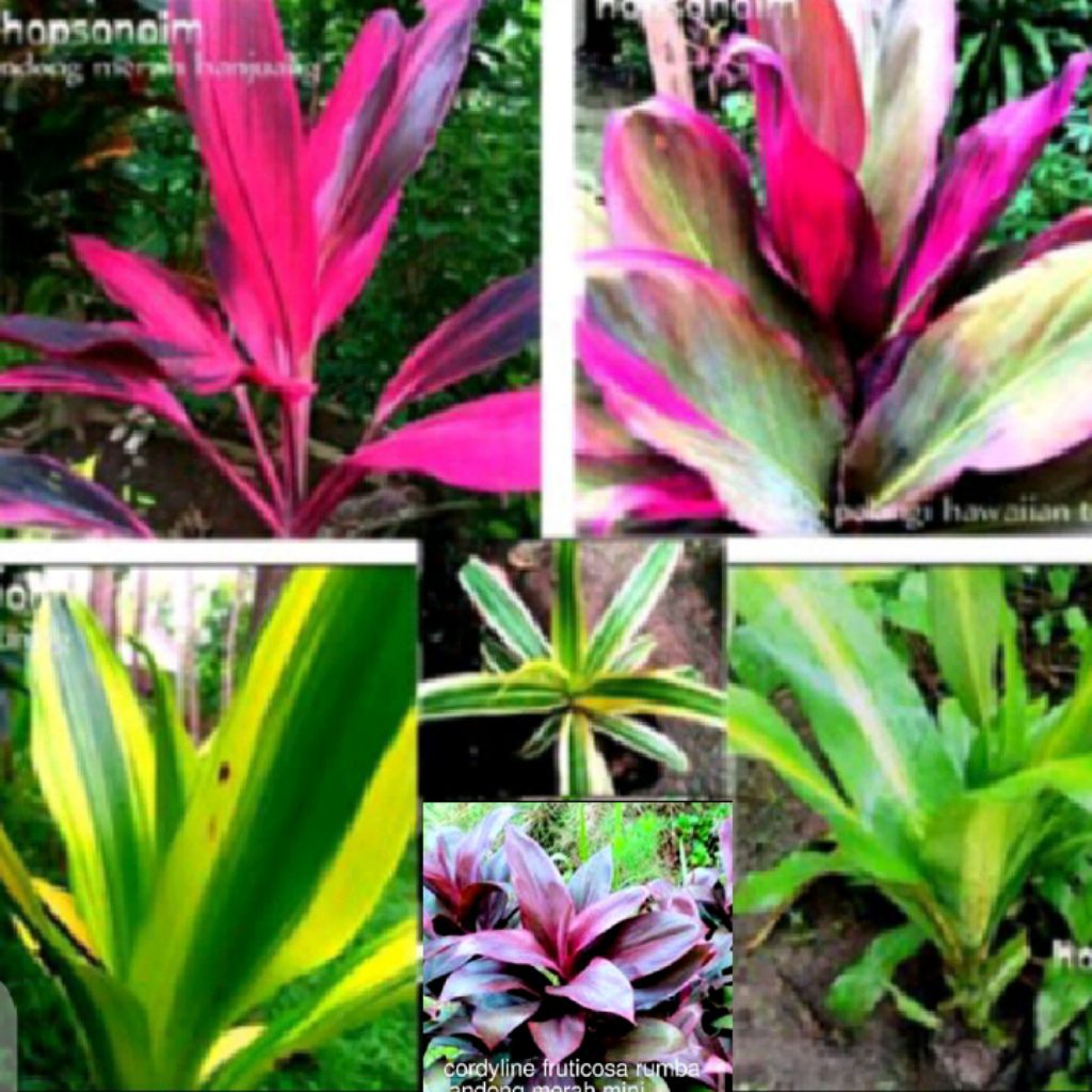 Tanaman Dracaena Lemon Bambu Rejeki Cordyline Andong Hanjuang Merah ±35cm Kuning Hijau hias