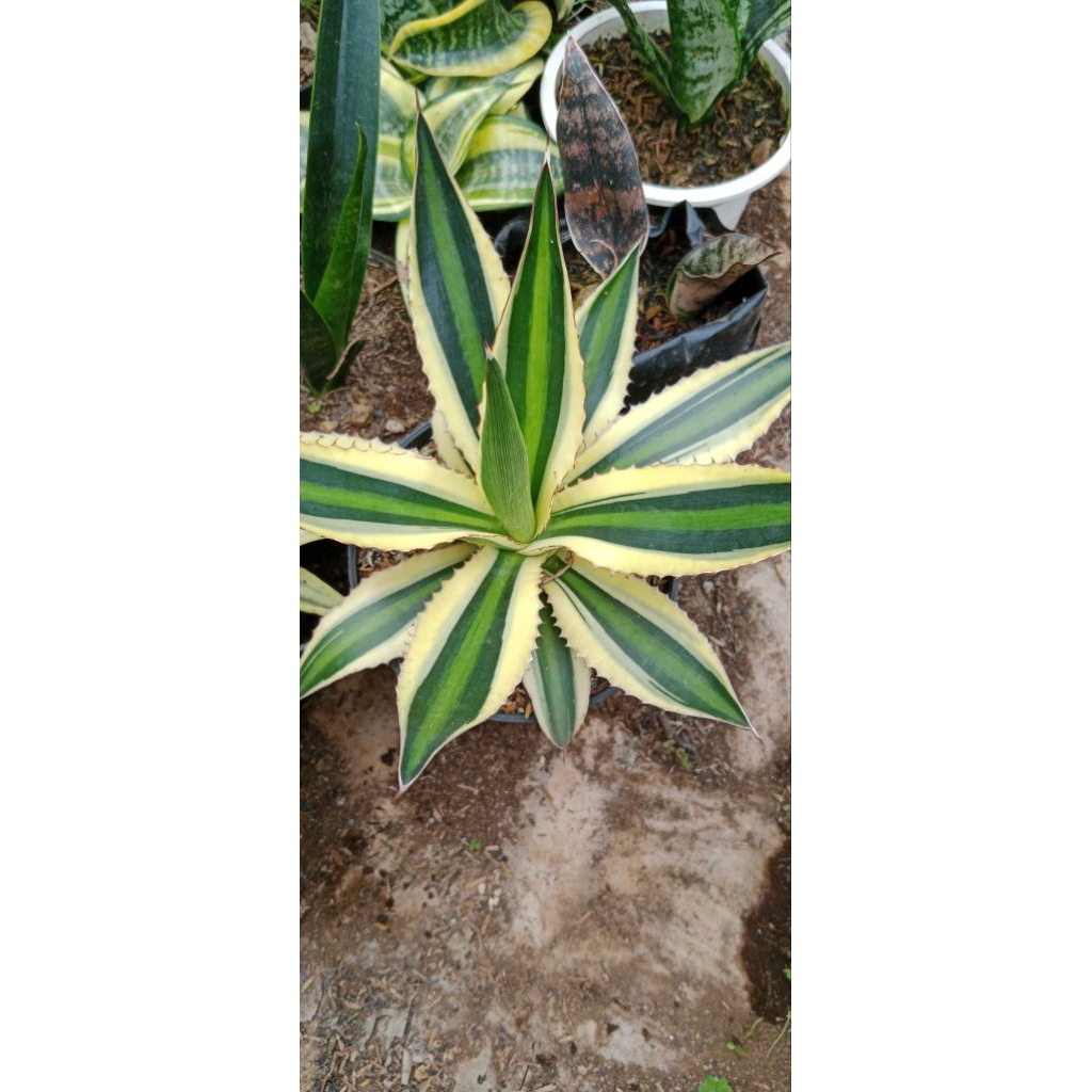 Tanaman Agave Varigata