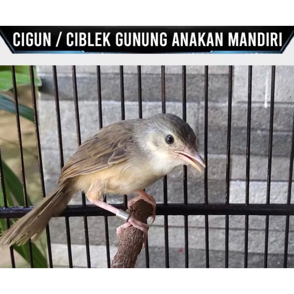 cigun anak mandiri pilihan rawatan