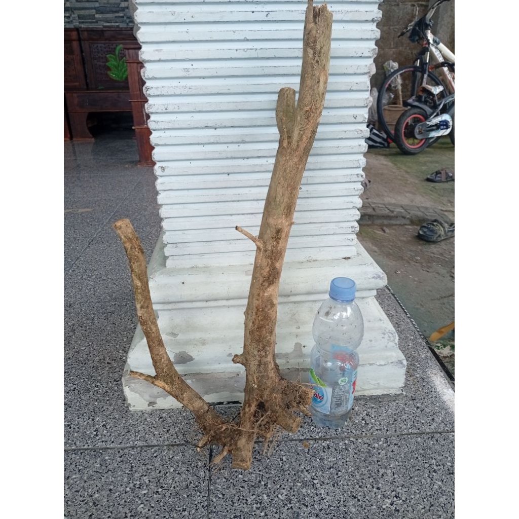 kemuning dongkelan akar batang kemuning lokal bahan bonsai