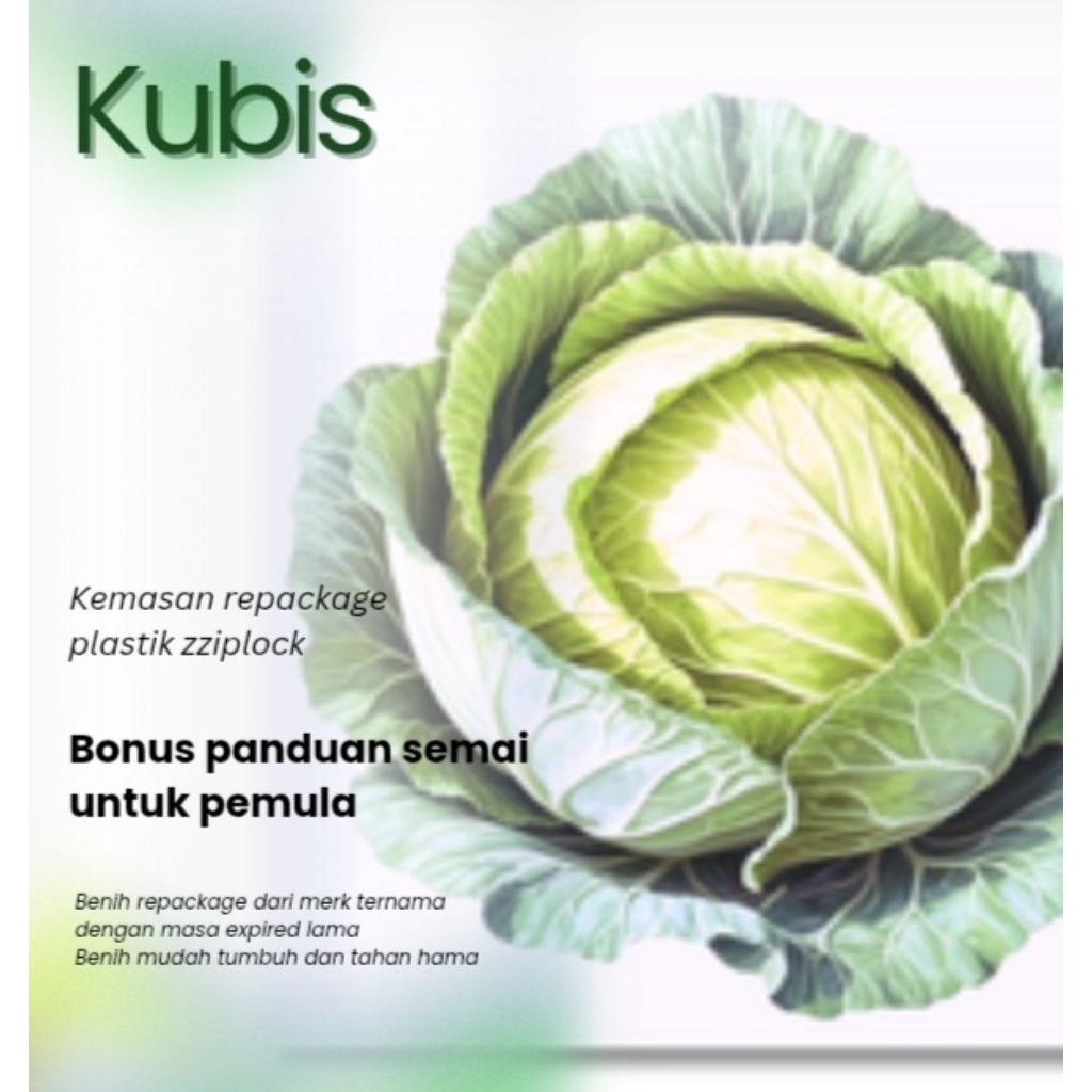 Benih Sayuran Kubis F1 Hibrida