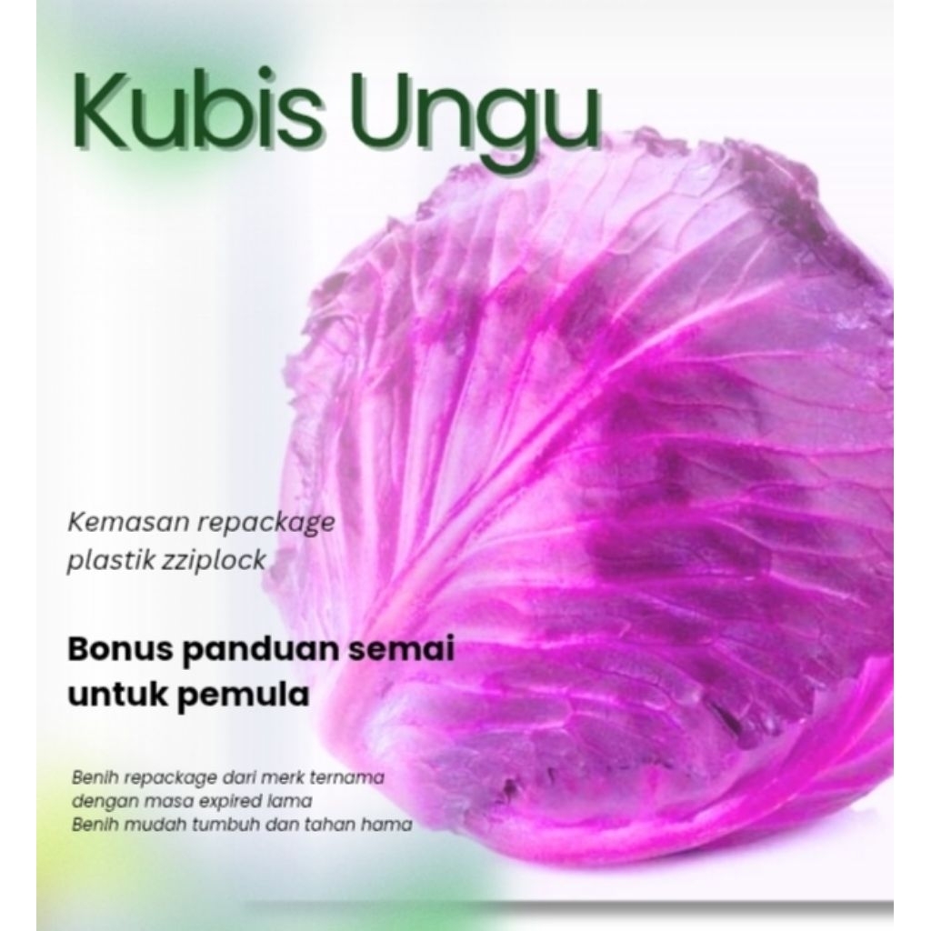 Benih Sayuran Kubis Ungu F1 Hibrida