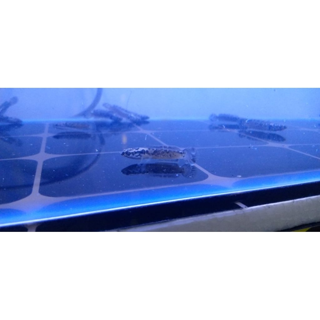 Limbata Granit 5-7cm