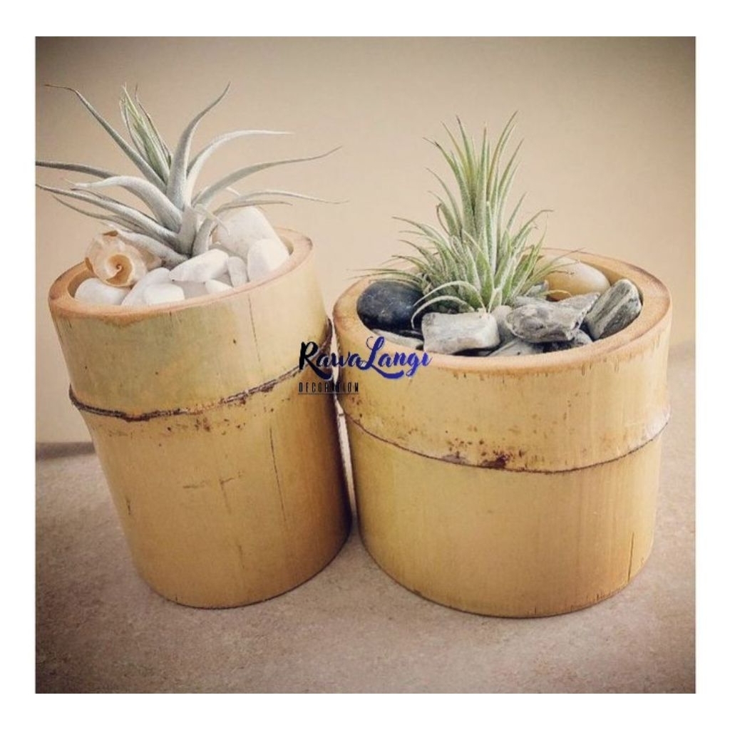 Pot Bambu Mini Pot Sukulen Bambu Tallitos