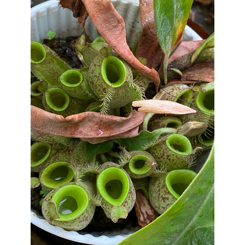 nepenthes ampullaria