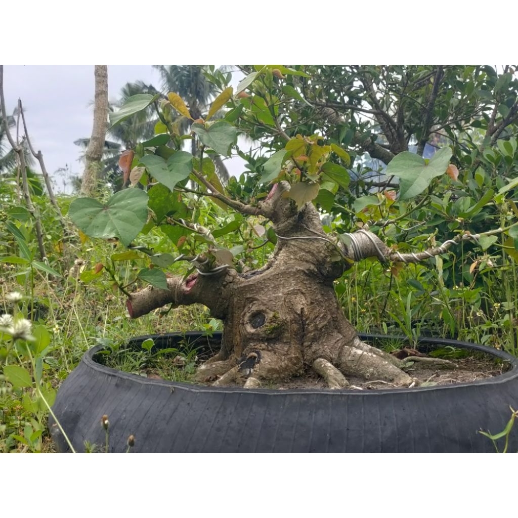 waru india, bahan bonsai waru, waru prokar, waru india prokar
