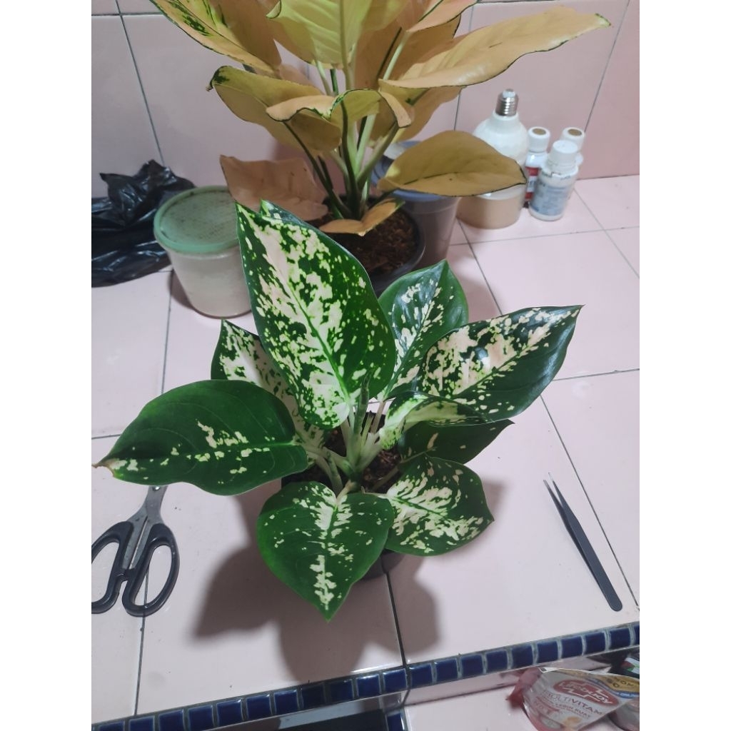 Aglaonema Suksom White Remaja (Rawatan)