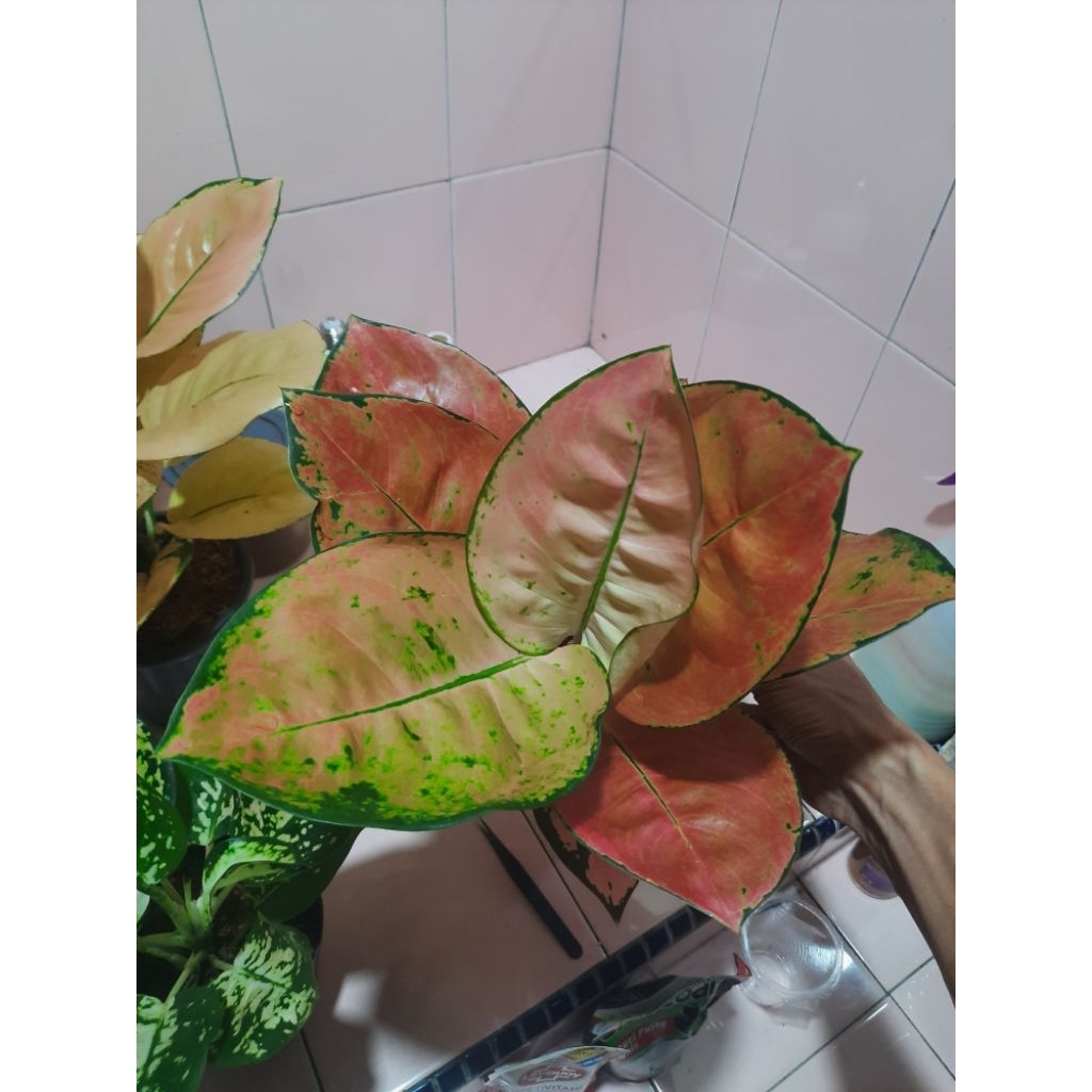Aglaonema Kochin Ebony Dewasa (Rawatan)