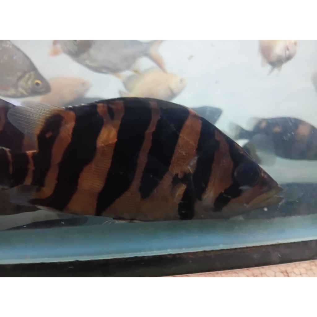 datz sumatra 11-12 cm